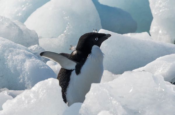 Su, Keren 아티스트의 Adelie penguin on ice covered beach-Pleneau and Petermann Islands-South Atlantic Ocean-Antarctica작품입니다.